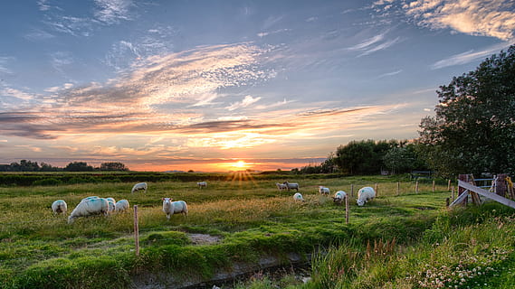 blanc, animals, verd, camp de gespa, posta de sol, pellworm, sol, ovelles, núvols, cel, Mar del nord, abendstimmung, bestiar, animals domèstics, camp, temes d'animals, granja, mamífer, nacional, animal, planta, grup d’animals, mascotes, núvol - cel, agricultura, herba, terra, pasturatge, paisatge, ramat d’ovelles, cap gent, a l'aire lliure, herbívors, ramat, 4K, CC0, domini públic, lliure de regalies