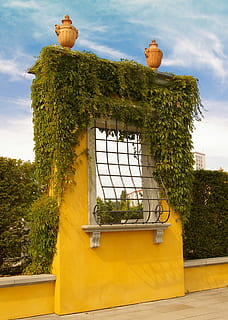 rist, arkitektur, vindue, gitter, vinduesgitter, smedejern, verschnörkelt, dekorative, afrunding, planteblad, berankt, dyrke, flora, plante, blade, blad, vin, klatrer, vinblad, verdens haver, Berlin, ornament, amfora, orange, bygning, kunstfærdigt, jern, metal, strukturer, kapital, italiensk renæssancehave, renæssance, italiensk, hæk, grøn hæk, form hedge, træ, vækst, ingen mennesker, bygget struktur, dag, bygning udvendig, natur, himmel, udendørs, grøn farve, potteplante, sky - himmel, gul, foran eller baggård, lav vinkel visning, sollys, blomsterkrukke, 2K, CC0, offentligt domæne, royaltyfrie