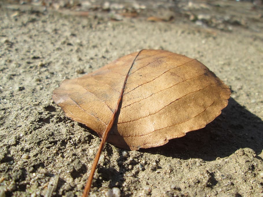full, naturalesa, planta, caure, tardor, temporada, fullatge, medi ambient, ecologia, maple, orgànic, eco, octubre, sec, ambiental, botànic, de novembre, tija, botànica, defoliació, vibrant, a l'aire lliure, roure, pintoresca, boscos, coberta, sòl, primer pla, dia, cap gent, part de la planta, terra, centrar-se en primer pla, marró, bellesa a la natura, vista d’angle alt, vulnerabilitat, fragilitat, camp, enfocament selectiu, patró natural, textura, condició natural, 1080P