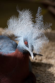 uccello, cresta di gallo, simpatico, blu, rosso, pairi daiza, un animale, fauna selvatica, temi animali, animali allo stato selvatico, avvicinamento, animale, vertebrato, concentrarsi sulle conoscenze acquisite, nessuno, giorno, natura, la cresta degli animali, parte del corpo animale, becco, all'aperto, zoologia, testa di animale, analizzare, cercare, guardare, luce del sole, occhio animale, 4K, CC0, dominio pubblico, privo di copyright