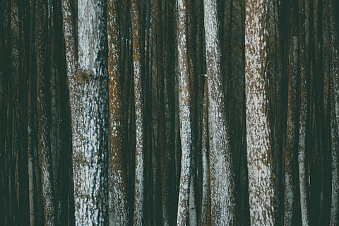 escorça, bosc, pila, superfície, textura, arbres, boscos, naturalesa, arbre, fons, marc complet, patró, cap gent, primer pla, tèxtil, cortina, a l'interior, dia, tronc de l'arbre, tronc, penjant, natura morta, paper, abundància, detall, corrugat, 5K, CC0, domini públic, lliure de regalies