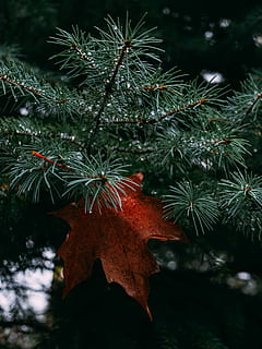 punainen, palmate leaf, vihreä, bipinnate, leafed, puu, vaahteranlehti, Palmu, puun lehti, oranssi, jää, lumi, kasvi, kasvi-osa, kasvu, luonto, kauneus luonnossa, lähikuva, ei ihmisiä, vihreä väri, keskittyä etualalle, päivä, haara, joulukuusi, ulkona, valikoiva tarkennus, syksy, joulu, tyyneys, lehdet, muuttaa, havupuu, mänty, 4K, CC0, public domain, rojaltivapaa
