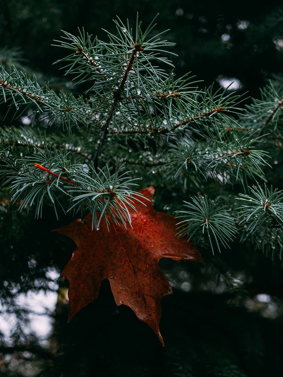 rød, palmatblad, grøn, bipinnate, bladede, træ, ahorn blad, Palme træ, blad, orange, is, sne, plante, plante del, vækst, natur, skønhed i naturen, tæt på, ingen mennesker, grøn farve, fokus på forgrunden, dag, afdeling, juletræ, udendørs, selektiv fokusering, efterår, jul, ro, blade, lave om, nåletræ, fyrretræ, 4K