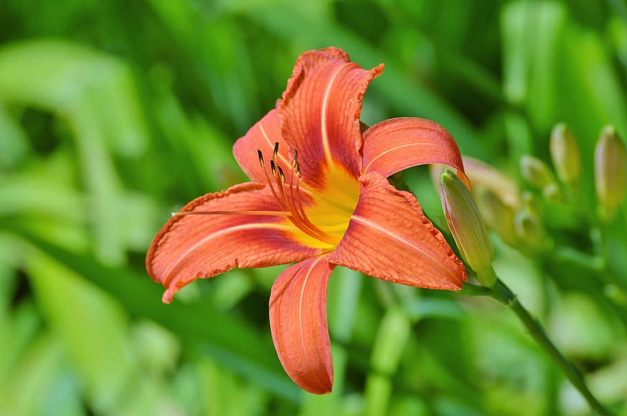 selectiu, foto del focus, taronja, flor de diari, lliri, flor, iris, flor, florir, lliri, planta, pètal, naturalesa, creixement, lliri de dia, planta amb flors, bellesa a la natura, fragilitat, vulnerabilitat, frescor, primer pla, cap de flor, inflorescència, centrar-se en primer pla, cap gent, pol·len, color taronja, dia, 5K