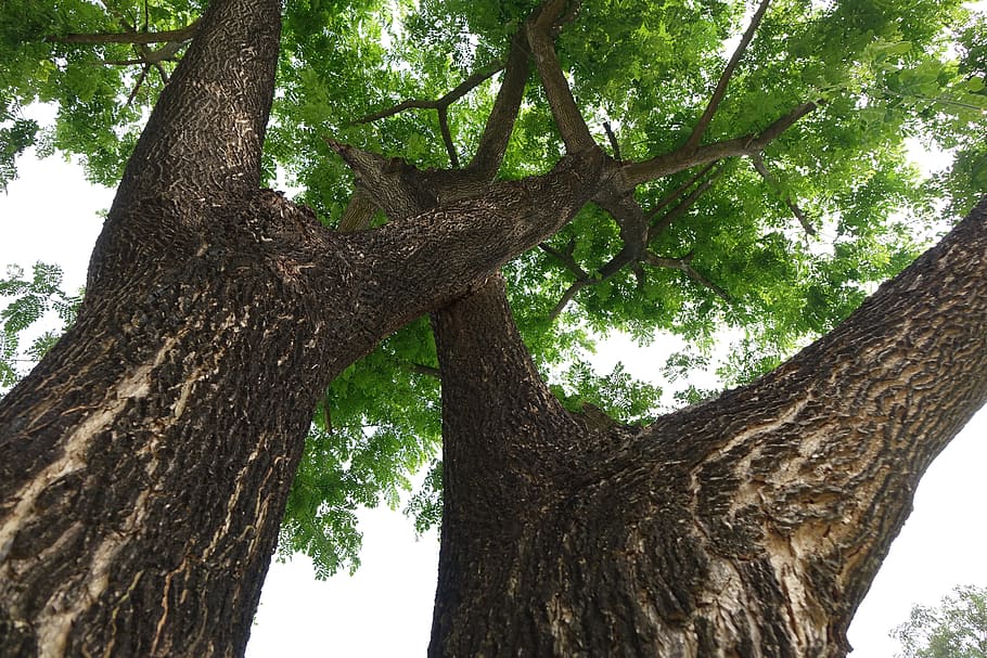 arbres pluvials, tronc, Cercar, arbres, verd, arbre, tronc de l'arbre, naturalesa, vista d’angle baix, cap gent, branca, planta, creixement, tranquil·litat, color verd, dia, textura, bellesa a la natura, a l'aire lliure, escorça, bosc, terra, part de la planta, gran, 5K