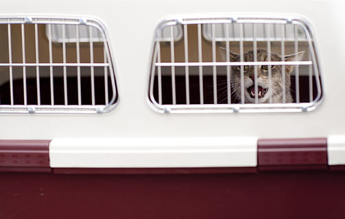 grey, cat, inside, pet carrier, loading, cargo, crate, pet, kennel, transport, aircraft, plane, shipment, mammal, domestic, pets, domestic animals, animal themes, animal, one animal, animal body part, close-up, window, cage, no people, vertebrate, mode of transportation, indoors, feline, transportation, white color, animal head, whisker, 1080P, CC0, public domain, royalty free