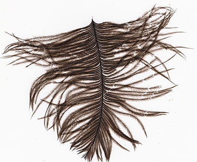 ploma, ocell, objecte, bolígraf, negre, aïllat, ales, fluff, línia, llis, esponjós, fosc, decoratiu, tir de l'estudi, fons blanc, a l'interior, patró, primer pla, cap gent, tallar, naturalesa, marró, planta, creativitat, textura, educació, arbre, directament a sobre, disseny, part de la planta, dibuix - producte artístic, Color blanc, dibuix a llapis, 1080P, CC0, domini públic, lliure de regalies