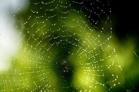 netværk, edderkop, spindelvæv, regn, dryppe, natur, edderkoppespind, skrøbelighed, dyre temaer, tæt på, dyr, hvirvelløse, fokus på forgrunden, arachnid, sårbarhed, dyreliv, ingen mennesker, leddyr, insekt, dråbe, dyr i naturen, et dyr, skønhed i naturen, dag, udendørs, web, kompleksitet, dug, 5K, CC0, offentligt domæne, royaltyfrie