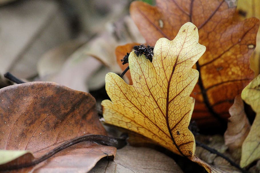 Herbstblatt, Laubfall, Natur, Gelb, Herbst, Blatt, fallen, Jahreszeit, Orange, Herbstblätter, Blätter, Herbstlaub, natürlich, braun, Umgebung, Veränderung, Nahansicht, Tag, Pflanzenteil, trocken, keine Leute, Pflanze, Schönheit in der Natur, Verletzlichkeit, Zerbrechlichkeit, draußen, Fokus auf den Vordergrund, Blattvene, selektiver Fokus, wirbellos, natürlicher Zustand, Herbstkollektion, 5K