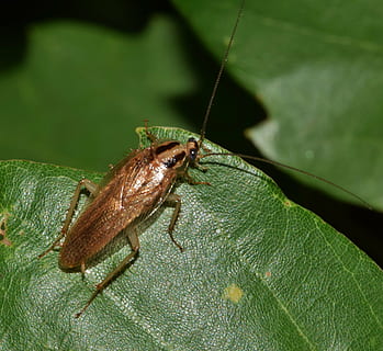 Castanho, barata empoleirar, verde, folha, fotografia em close-up, barata, barata alemã, inseto, erro, insectóide, praga, enfadonho, repugnante, desgosto, rastejando, antenas, fechar-se, inseto voador, inseto com asas, noite, sai, incômodo, infestação, infestar, entomologia, artrópode, blattodea, natureza, animal, macro, animais selvagens, invertebrado, um animal, temas animais, animais em estado selvagem, cor verde, parte da planta, dia, ninguém, focar em primeiro plano, zoologia, parte do corpo animal, plantar, antena animal, asa animal, ao ar livre, olho animal, 4K, CC0, domínio público, royalty free