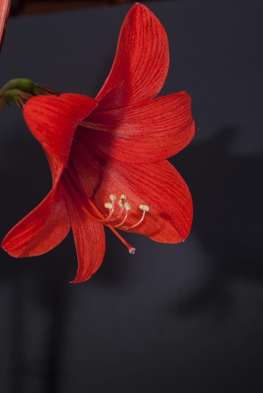 hippeastrum, vermell, simple, planta amb flors, flor, frescor, fragilitat, vulnerabilitat, pètal, planta, bellesa a la natura, cap de flor, inflorescència, primer pla, creixement, pol·len, estambres, cap gent, naturalesa, lliri, botànica, a l'aire lliure, fons negre, enfocament suau, focus, 4K