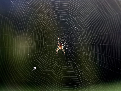 marró, aranya, web, aràcnids, insecte, horror, por, fantasmal, teranyina, patró, naturalesa, trampa, temes d'animals, animal, fragilitat, invertebrat, primer pla, animals a la natura, un animal, artròpode, fauna animal, cap gent, vulnerabilitat, centrar-se en primer pla, supervivència, part del cos dels animals, bellesa a la natura, a l'aire lliure, cames d’animal, complexitat, concèntric, 4K, CC0, domini públic, lliure de regalies