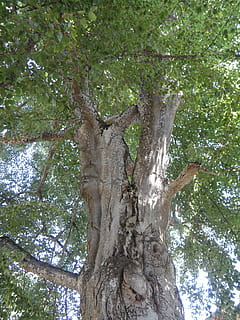 albero, vecchio, tribù, alto, nodoso, pianta, tronco, tronco d'albero, crescita, Inquadratura dal basso, giorno, nessuno, ramo, natura, bellezza nella natura, la tranquillità, foresta, all'aperto, terra, colore verde, parte vegetale, abbaiare, foglia, luce del sole, 4K, CC0, dominio pubblico, privo di copyright