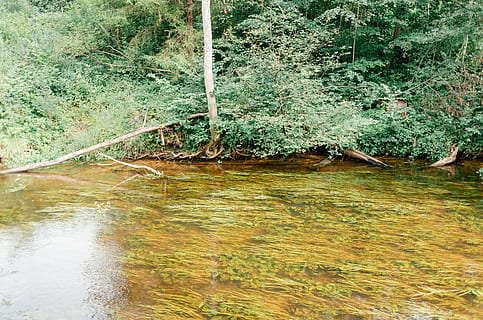 skov flod, natur, vand, flod, Skov, udendørs, grøn farve, træ, landskab, strøm, plante, scenics, dag, ingen mennesker, afspejling, havnefronten, vækst, skønhed i naturen, jord, scenics - natur, bevægelse, flydende vand, mos, ro, flyder, 4K, CC0, offentligt domæne, royaltyfrie