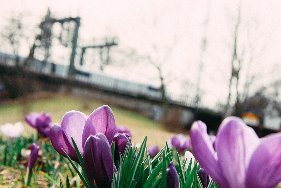 crochi primaverili, primavera, crochi, natura, fiore, tulipano, all'aperto, pianta, stagione, bellezza nella natura, colore rosa, testa di fiore, viola, concentrarsi sulle conoscenze acquisite, crescita, freschezza, pianta fiorita, vulnerabilità, fragilità, avvicinamento, petalo, giorno, infiorescenza, nessuno, architettura, croco, iris, 4K