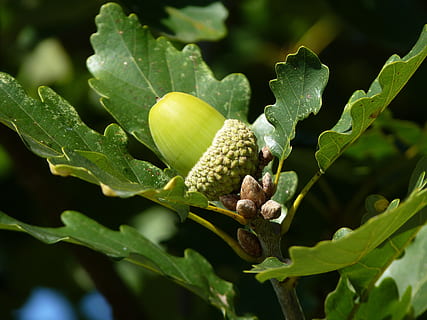 merapatkan, fotografi, buah, menanam, ek, daun, pohon, buah ek, jerman oak, musim gugur, hijau, alam, hutan, daun oak, Daun-daun, cabang, dekat, bagian tanaman, warna hijau, pertumbuhan, makanan, makanan dan minuman, tidak ada orang, hari, keindahan di alam, biji pohon ek, fokus pada latar depan, makan sehat, kesegaran, di luar rumah, sinar matahari, 4K, CC0, domain publik, bebas royalti