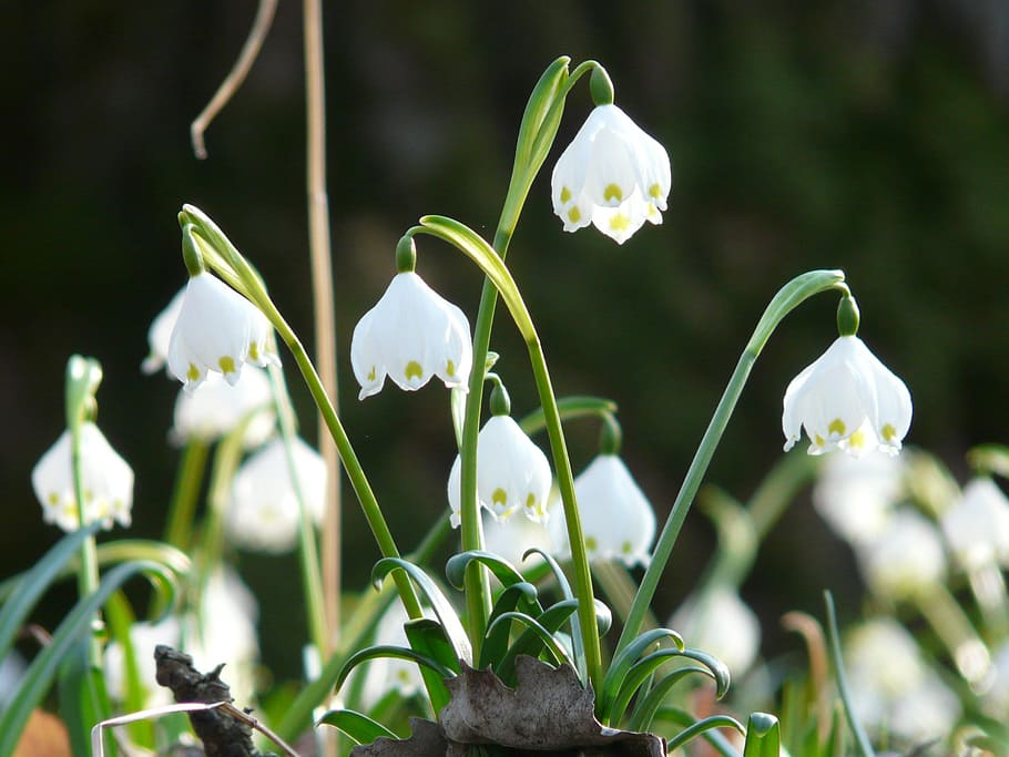 floc de neu, primavera, flor de primavera, flor, florir, blanc, bosc, flor del bosc, fruehlingsknotenblume, moll de primavera, maigloeckchen, bonic, idíl·lic, grans de neu, leucojum vernum, amaryllidaceae, leucojum, planta amb flors, planta, bellesa a la natura, vulnerabilitat, fragilitat, frescor, pètal, primer pla, snowdrop, creixement, naturalesa, centrar-se en primer pla, Color blanc, inflorescència, cap de flor, cap gent, dia, tija de la planta, a l'aire lliure, llit de flors, 2K