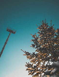 orm, øjenblik, træ, lav, vinkelfotografering, fyrretræer, klar, himmel, dagtimerne, blå himmel, tårn, sne, kold, vinter, minimal, gradient, natur, udendørs, fyrretræ, jul, sol, dag, plante, lav vinkel visning, skyfri himmel, ingen mennesker, vækst, blå, skønhed i naturen, kopiere plads, høj - høj, belysningsudstyr, afdeling, teknologi, gadebelysning, sollys, ro, 4K, CC0, offentligt domæne, royaltyfrie