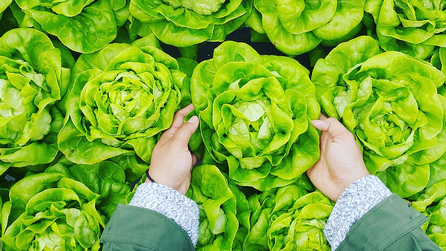 persona, cosecha, verde, repollo, participación, vegetal, ensalada, campo de coles, manos, flatlay, color verde, comida y bebida, alimentación saludable, parte del cuerpo humano, comida, frescura, mano humana, bienestar, mano, gente, hoja, parte de la planta, agricultura, orgánico, adulto, planta, parte del cuerpo, granjero, al aire libre, extremidad humana, 4K