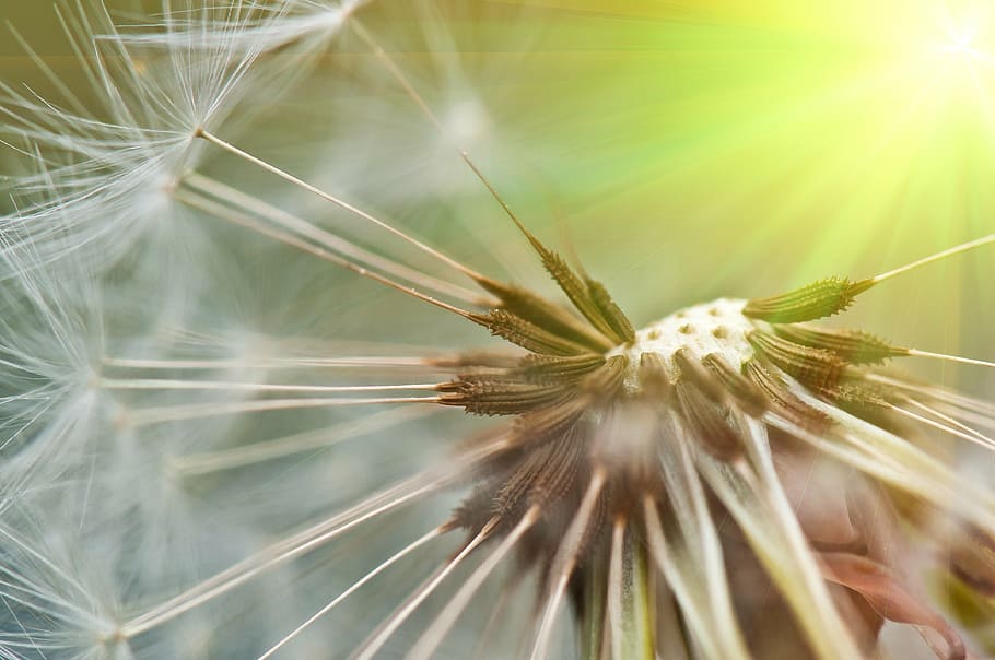 hvid, mælkebøtte, tæt på, fotografering, forår, sommer, tæt, frø, natur, spids blomst, blomst, plante, blomster, have, himmel, flyvende frø, kompositter, baglygte, pollen, falmede, makro, grøn, fælles flyvning, vilde blomster, skønhed i naturen, skrøbelighed, blomstrende plante, friskhed, sårbarhed, mælkebøtte frø, vækst, selektiv fokusering, ingen mennesker, dag, ekstrem nærbillede, sollys, udendørs, blødhed, blomsterhoved, lyse, blødt fokus, 4K