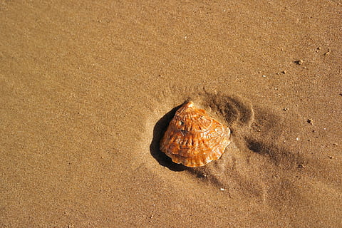 Strand, Muschel, Sand, Schale, Strandsand, Meer, Natur, Sommer-, Tierhülle, Urlaube, Küste, Land, High Angle View, keine Leute, Tag, Wasser, Ruhe, Sonnenlicht, draußen, Nahansicht, braun, Schönheit in der Natur, direkt darüber, nass, Tier, Tierwelt, 5K, CC0, gemeinfrei, lizenzfrei