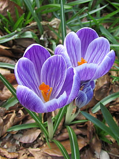 Spring vooruit, bloem, de lente, natuur, krokus, fabriek, lente, Purper, detailopname, schoonheid in de natuur, bloemblad, groene kleur, bloemhoofd, macro, groei, zomer, buitenshuis, seizoen, breekbaarheid, bloeiende plant, kwetsbaarheid, versheid, iris, bloeiwijze, land-, dag, veld-, geen mensen, stuifmeel, 4K, CC0, publiek domein, royaltyvrij