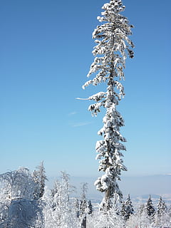 sne, træ, vinter, vinterlige, gran, kold, vinterstemning, snedækket, kold temperatur, plante, himmel, skønhed i naturen, natur, ro, Frosset, kopiere plads, ingen mennesker, skyfri himmel, dag, hvid farve, scenics - natur, blå, dækker, rolig scene, udendørs, nåletræ, snedækket bjerg, ekstremt vejr, fyrretræ, istap, 2K, CC0, offentligt domæne, royaltyfrie