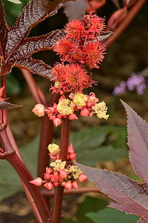 blomst, knapp, ark, anlegg, flora, rød, gul, lo, stampe, blomstrende plante, skjønnhet i naturen, skjørhet, vekst, sårbarhet, nærbilde, friskhet, petal, fokusere på forgrunnen, inflorescence, blomsterhodet, natur, plante del, blad, dag, ingen folk, rosa farge, utendørs, pollen, 4K, CC0, offentlig domene, opphavsrett gratis
