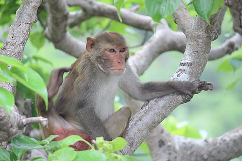 mico, sol, famolenc, set, mirant, mamífer, animal, vida salvatge, macaque, naturalesa, primat, asia, bonic, bosc, arbre, pluja tropical, animals a la natura, animal jove, assegut, a l'aire lliure, fauna animal, temes d'animals, un animal, vertebrats, planta, centrar-se en primer pla, branca, cap gent, mirant cap a fora, dia, cura, babuí, 5K, CC0, domini públic, lliure de regalies