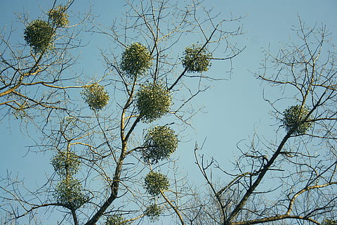 visco, árvore, natureza, verde, arvores, meio Ambiente, folha, madeiras, ramo, crescimento, ao ar livre, plantar, crescendo, planta crescente, de Meio Ambiente, brotar, céu, azul, ninguém, dia, visão de baixo ângulo, beleza na natureza, tranquilidade, scenics - natureza, céu limpo, cena tranquila, luz solar, cor verde, floresta, árvore nua, Copa da árvore, diretamente abaixo, 4K, CC0, domínio público, royalty free