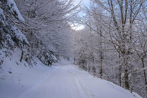 rece, zăpadă, drum, peisaj, ramuri, pădure, zing, îngheţ, geros, îngheţat, gheaţă, înghețat, natură, în aer liber, parc, decor, Alba ca Zapada, acoperit cu zăpadă, urmări, copaci, vreme, alb, iarnă, temperatura rece, copac, plantă, calea de urmat, arbore gol, direcţie, acoperire, frumusețe în natură, culoare alba, transport, scenice - natura, ramură, liniște, nici o persoana, o scenă liniștită, diminuarea perspectivei, vreme extrema, un munte acoperit de zăpadă, 4K, CC0, domeniu public, fără drepturi de autor
