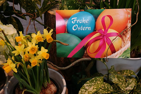 saludo, Felices Pascuas, saludo de pascua, Pascua de Resurrección, tarjeta de felicitación, huevos de Pascua, tarjeta postal, narcisos, huevos de colores, vistoso, huevo de Pascua, Resurrección, vida eterna, flor, texto, multi color, celebracion, regalo, ramo de flores, planta floreciendo, planta, comunicación, frescura, escritura occidental, de cerca, nadie, cinta, naturaleza, belleza en la naturaleza, cinta - artículo de costura, vulnerabilidad, fragilidad, pétalo, forma de corazón, decoración, al aire libre, cabeza de flor, arreglo floral, 5K, CC0, dominio público, libre de derechos
