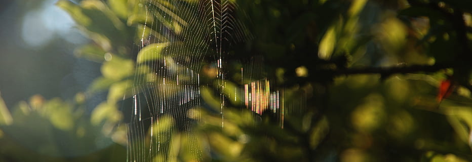 baggrund, spindelvæv, afsnit, tæt, struktur, natur, netværk, humør, refleksioner, forbundet, tråde, makro, overflade, skræmmende, header, sollys, have, refleks, system, banner, hoved banner, selektiv fokusering, plante, vækst, vand, tæt på, dag, ingen mennesker, grøn farve, skønhed i naturen, udendørs, afspejling, fokus på forgrunden, blad, ro, plante del, træ, skrøbelighed, 4K, CC0, offentligt domæne, royaltyfrie