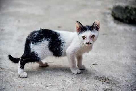 gat, temple cat, bonic, persistent, petita, animal, mascotes, gat domèstic, gatet, mamífer, felí, a l'aire lliure, nacional, un animal, animals domèstics, animal jove, cap gent, retrat, mirant la càmera, de peu, ciutat, centrar-se en primer pla, ull d’animals, bigotis, petit, 5K, CC0, domini públic, lliure de regalies