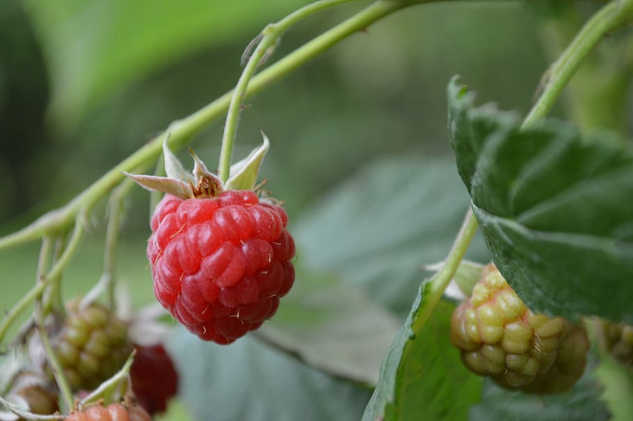 gerds, arbust, vermell, baia, jardí, planta, estiu, menjar i beguda, menjar, fruita, alimentació saludable, creixement, primer pla, part de la planta, frescor, full, fruites de baies, benestar, centrar-se en primer pla, naturalesa, cap gent, color verd, madur, agricultura, dia, a l'aire lliure, veritat, 5K