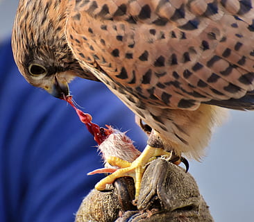 falk, fugl, bytte, raptor, rovfugl, dyr, natur, fjer, fjerdragt, vildt dyr, tierpark hellabrunn, dyr verden, falkejagt, dyreliv fotografering, adgang, dyre temaer, dyreliv, hvirveldyr, dyr i naturen, et dyr, ingen mennesker, tæt på, fokus på forgrunden, dyr kropsdel, falk - fugl, dag, udendørs, dyr jagt, jagt, spise, overlevelse, munden åben, 4K, CC0, offentligt domæne, royaltyfrie