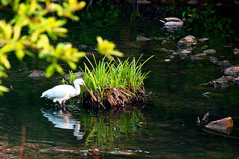 spatel, vogel, rivier-, dierlijke thema's, dier, water, gewerveld, dieren in het wild, dierenleven, meer, één dier, geen mensen, reflectie, natuur, dag, witte kleur, fabriek, reiger, schoonheid in de natuur, buitenshuis, 2K, CC0, publiek domein, royaltyvrij
