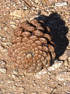 pineapple, spiral, geometry, sunlight, nature, no people, day, close-up, land, high angle view, textured, pattern, outdoors, animal wildlife, animal, solid, shell, animals in the wild, brown, rock, field, natural pattern, directly above, 2K, CC0, public domain, royalty free