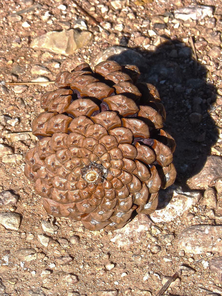 Ananas, Spiral-, Geometrie, Sonnenlicht, Natur, keine Leute, Tag, Nahansicht, Land, High Angle View, texturiert, Muster, draußen, Tierwelt, Tier, solide, Schale, Tiere in freier Wildbahn, braun, Rock, Feld, natürliches Muster, direkt darüber, 2K