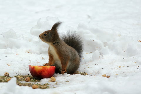 squirrel, snow ground, front, sliced, apple, daytime, brown, snow, ground, slice, winter, peanuts, food, animals in the wild, one animal, animal themes, cold temperature, animal, animal wildlife, mammal, rodent, food and drink, vertebrate, eating, nature, fruit, no people, day, hungry, 2K, CC0, public domain, royalty free
