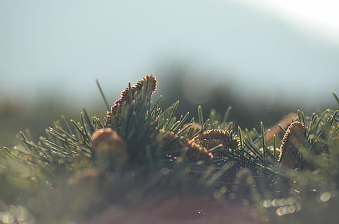 selectiv, focalizare fotografie, verde, iarbă, superficial, fotografia lentilelor, timpul zilei, ac de pin, con de brad, pin, natură, vesnic verde, con, iarnă, macro, zi, cactu, deşert, focu, estompa, plantă, creştere, a închide, frumusețe în natură, nici o persoana, temperatura rece, liniște, Brad, conifer, copac, zăpadă, Culoarea verde, ac - parte a plantelor, Pinaceae, cădere brusca, în aer liber, rouă, 4K, CC0, domeniu public, fără drepturi de autor