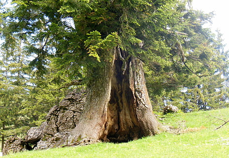 Foto, Grün, blätterte, Baum, Log, Höhle, Baumhöhle, alter Baum, hochfelln, Bayern, Oberbayern, ruhpolding, Wiese, Pflanze, Wachstum, grüne Farbe, Land, Natur, Gras, Schönheit in der Natur, Ruhe, Tag, Wald, keine Leute, ruhige Szene, Baumstamm, Kofferraum, Feld, Nicht-städtische Szene, draußen, Szenen - Natur, Sonnenlicht, 2K, CC0, gemeinfrei, lizenzfrei