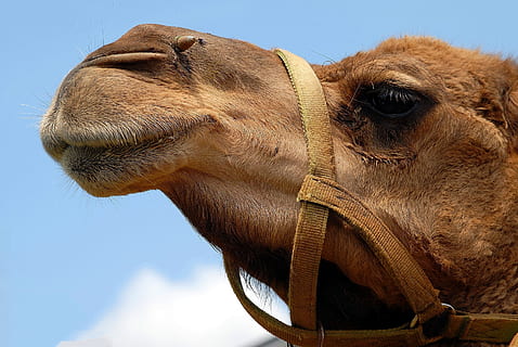 close, photo, animal, day time, camel, face, close up, head, nature, desert, travel, portrait, arab, transportation, dromedary, mammal, arabian, tourism, funny, hump, sky, wildlife, one, outdoors, arabic, day, culture, brown, domestic, emirates, animal themes, one animal, animal body part, domestic animals, animal head, animal wildlife, pets, livestock, no people, vertebrate, close-up, working animal, eye, animal eye, profile view, herbivorous, animal nose, animal mouth, 2K, CC0, public domain, royalty free