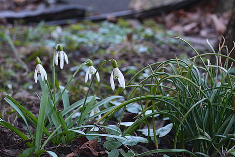 primavera, snowdrops, flors, naturalesa, planta, flor, snowdrop, color verd, creixement, bellesa a la natura, planta amb flors, centrar-se en primer pla, primer pla, frescor, camp, vulnerabilitat, cap gent, dia, fragilitat, terra, a l'aire lliure, part de la planta, full, 5K, CC0, domini públic, lliure de regalies