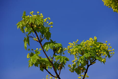 esdoorn-, esdoornbloesem, loofboom, fabriek, blauw, hemel, deel van de plant, blad, natuur, heldere lucht, bloem, boom, bloeiende plant, geen mensen, versheid, groene kleur, buitenshuis, groei, dag, tak, detailopname, schoonheid in de natuur, zonlicht, lente, 5K, CC0, publiek domein, royaltyvrij