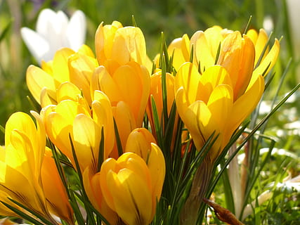 selektywny, fokus zdjęcie, żółty, krokusy kwiaty, krokus, biały, kwiat, kwitnąć, roślina, Natura, wiosna, zwiastun wiosny, schwertlilie gewaechs, wiosenny krokus, flora, kwiaty, roślina kwitnąca, kruchość, wrażliwość, piękno natury, świeżość, płatek, zbliżenie, wzrost, kwiatostan, głowa kwiatu, tulipan, pole, skupić się na pierwszym planie, dzień, żadnych ludzi, wylądować, na dworze, bukiet kwiatów, kwietnik, 4K, CC0, domena publiczna, darmowe zdjęcia