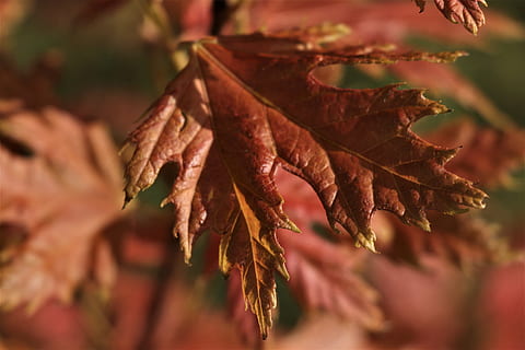 solitaire, rouge, feuille, partie de la plante, fermer, plante, mise au point sélective, personne, la nature, sec, l'automne, changement, journée, beauté dans la nature, croissance, marron, se concentrer sur le premier plan, vulnérabilité, en plein air, fragilité, feuilles, condition naturelle, plante fanée, 5K, CC0, domaine public, libre de droits