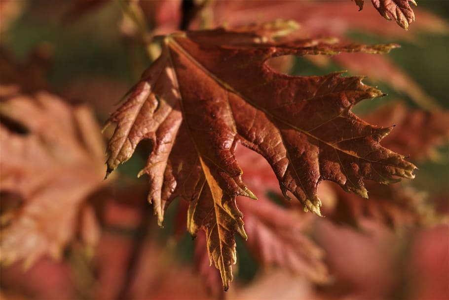 einsam, rot, Blatt, Pflanzenteil, Nahansicht, Pflanze, selektiver Fokus, keine Leute, Natur, trocken, Herbst, Veränderung, Tag, Schönheit in der Natur, Wachstum, braun, Fokus auf den Vordergrund, Verletzlichkeit, draußen, Zerbrechlichkeit, Blätter, natürlicher Zustand, verwelkte Pflanze, 5K