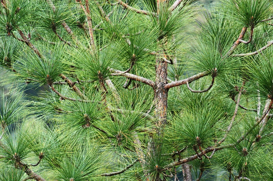 arbre, verd, fulles, branques, conífera, medi ambient, de fulla perenne, avet, naturalesa, a l'aire lliure, pi, creixement, planta, color verd, bellesa a la natura, dia, cap gent, tranquil·litat, terra, camp, branca, full, part de la planta, vista d’angle alt, primer pla, bosc, arbre de coníferes, picant, 2K