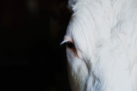 vicino, foto, bianca, occhio destro del cavallo, avvicinamento, cavallo bianco, occhio, animale, azienda agricola, mammifero, bestiame, natura, testa di animale, animali e animali domestici, animali domestici, agricoltura, mucca, un animale, temi animali, parte del corpo animale, Colore bianco, domestico, occhio animale, canino, ritratto, cane, nessuno, in casa, guardando la fotocamera, vertebrato, sfondo nero, baffo, 4K, CC0, dominio pubblico, privo di copyright